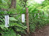 緑の高幡不動0518-5
