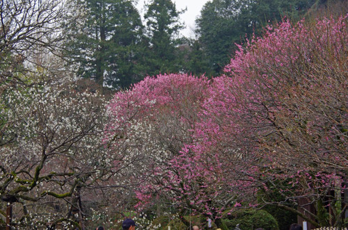 京王百草園201203-3