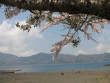 本栖湖湖畔と桜