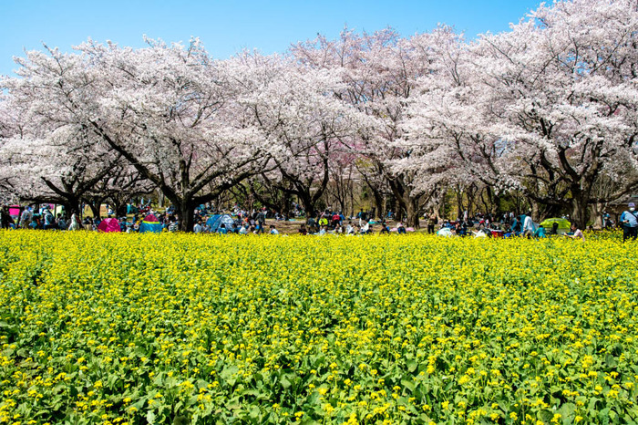 昭和記念公園201804