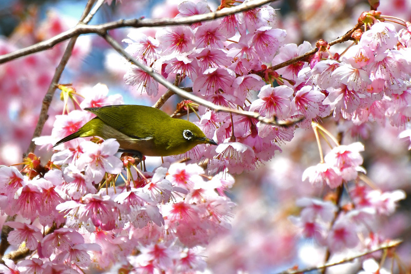 河津桜にメジロ