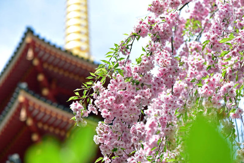 高幡不動尊201504-9