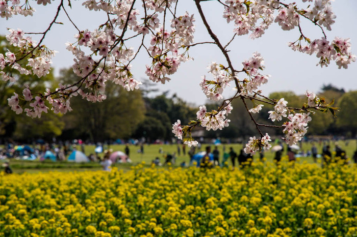 昭和記念公園201804