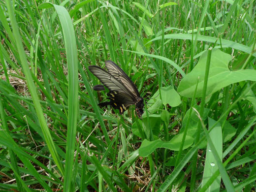 散歩で見つけた昆虫-3