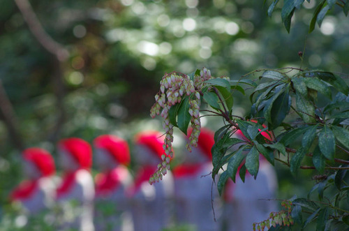 高幡不動尊201103-4