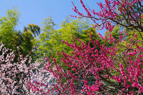 昭和記念公園日本庭園-5