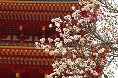 高幡不動201503-11