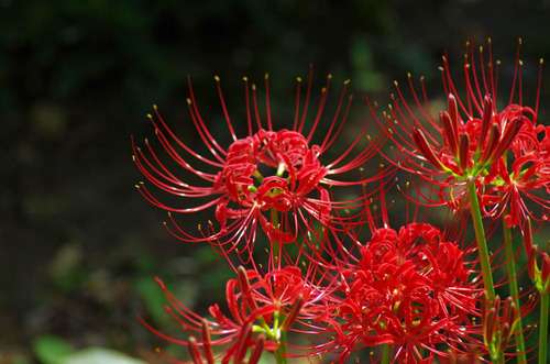 京王百草園201309-14