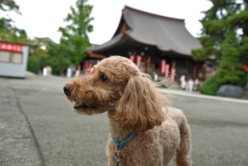 高幡不動201508-6