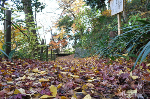 高幡不動201412-5