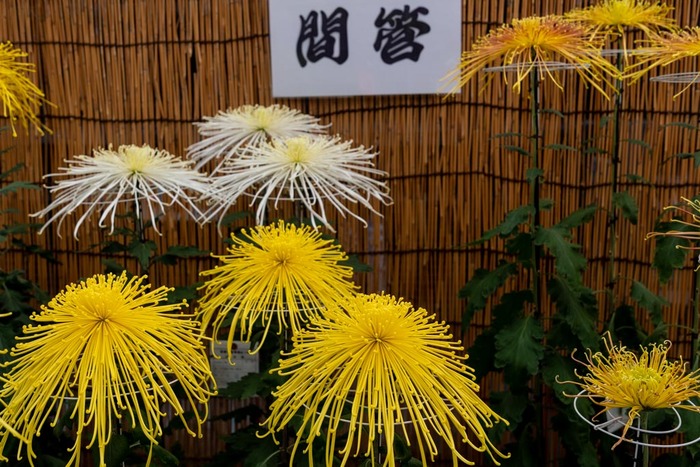 高幡不動尊201810