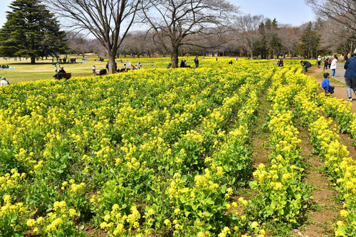 昭和記念公園201703
