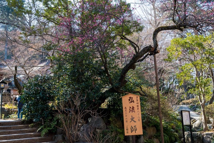 高幡不動尊201902