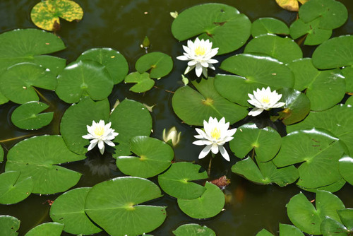 京王百草園201506-7