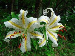 花と実200909-2