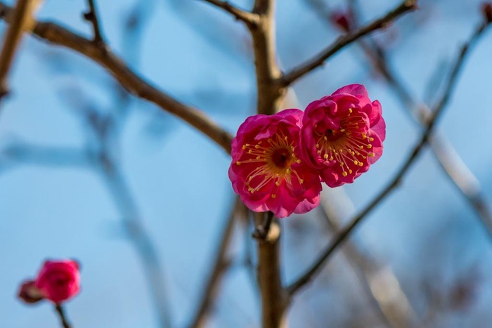 昭和記念公園201901