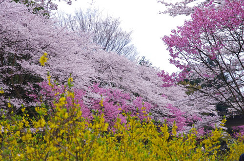 昭和記念公園201404-14
