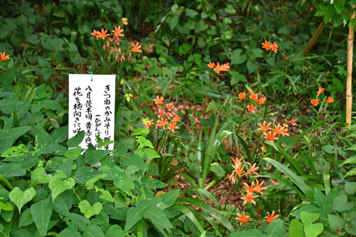 高幡不動尊201608-6