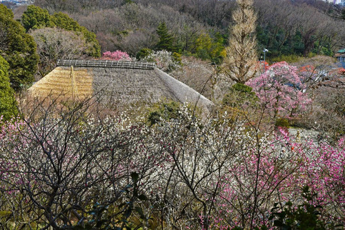 京王百草園201702