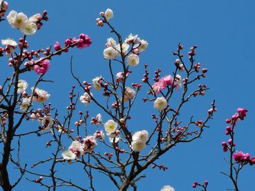 高幡不動尊梅おもいのまま-2