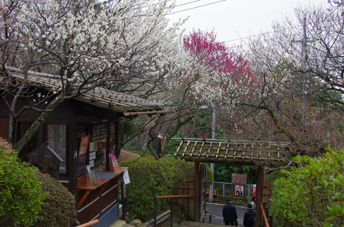 京王百草園201203-1