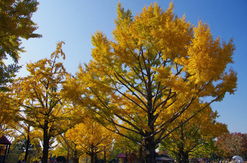 昭和記念公園201111-8