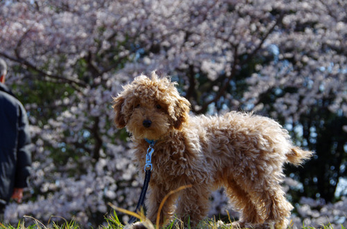 我が家のそら201204-8