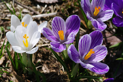 昭和記念公園20100314-2