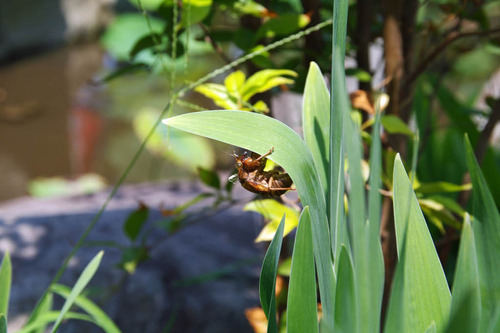 高幡不動尊20100725-5