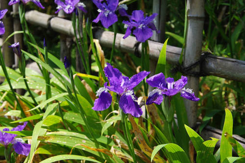 アヤメカキツバタ2010-4