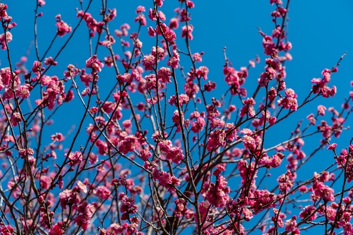 京王百草園201902