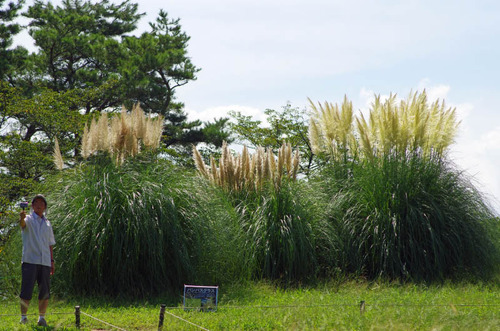 昭和記念公園201209-7