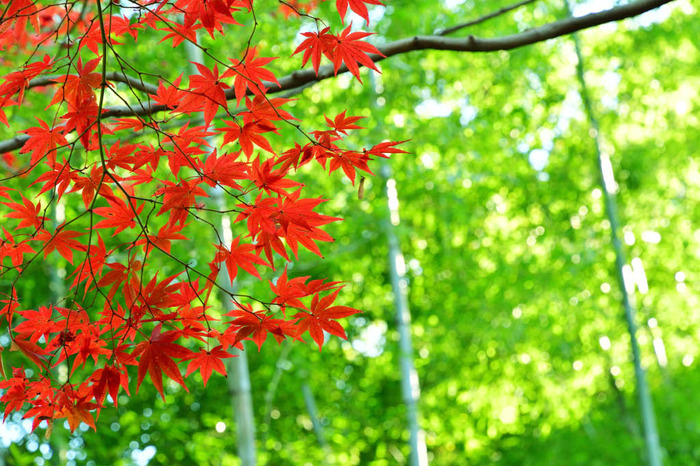 京王百草園紅葉まつり2017