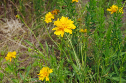 河川敷の花201106-1