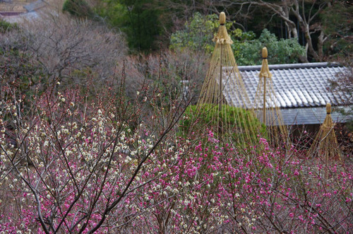 京王百草園20120303-12