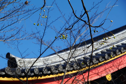 高幡不動尊201012-4