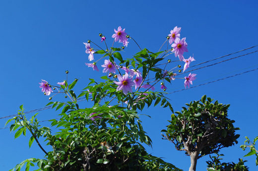 散歩道の花200912-ダリア1