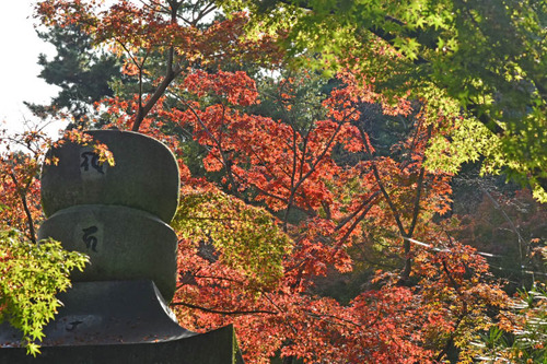 高幡不動尊201511-9