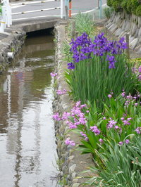 散歩写真200805水の流れる街