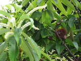 栗200806-1