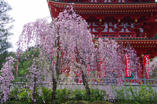 高幡不動尊201204-5