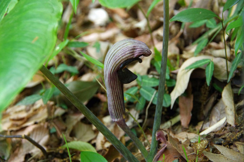 百草園201105-11