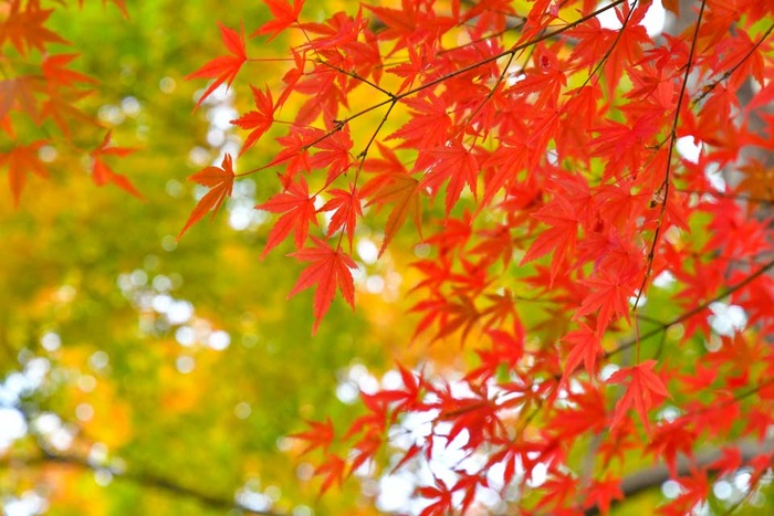 昭和記念公園201711