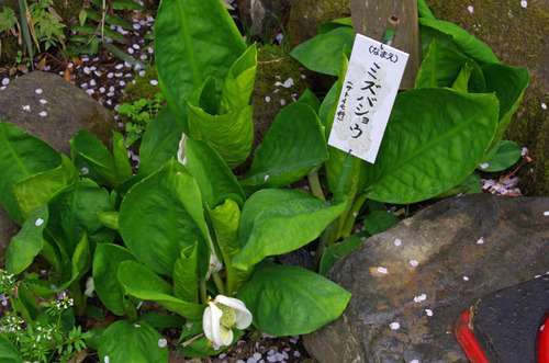 高幡不動201303-8