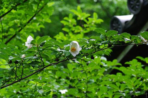 高幡不動尊201006-9