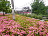 つつじと電車4