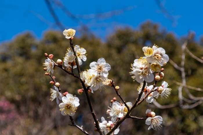 京王百草園201902