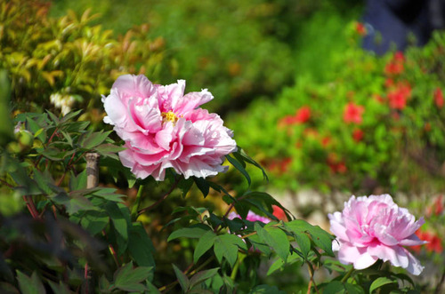 昭和記念公園201304-5
