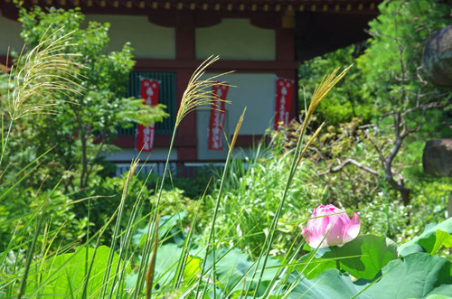 高幡不動201407-8