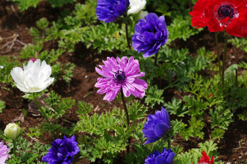 昭和記念公園の花201004-10